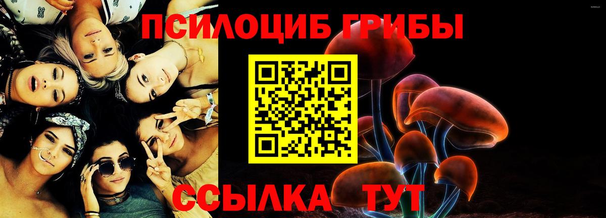 Псилоцибиновые грибы Psilocybe Лесосибирск